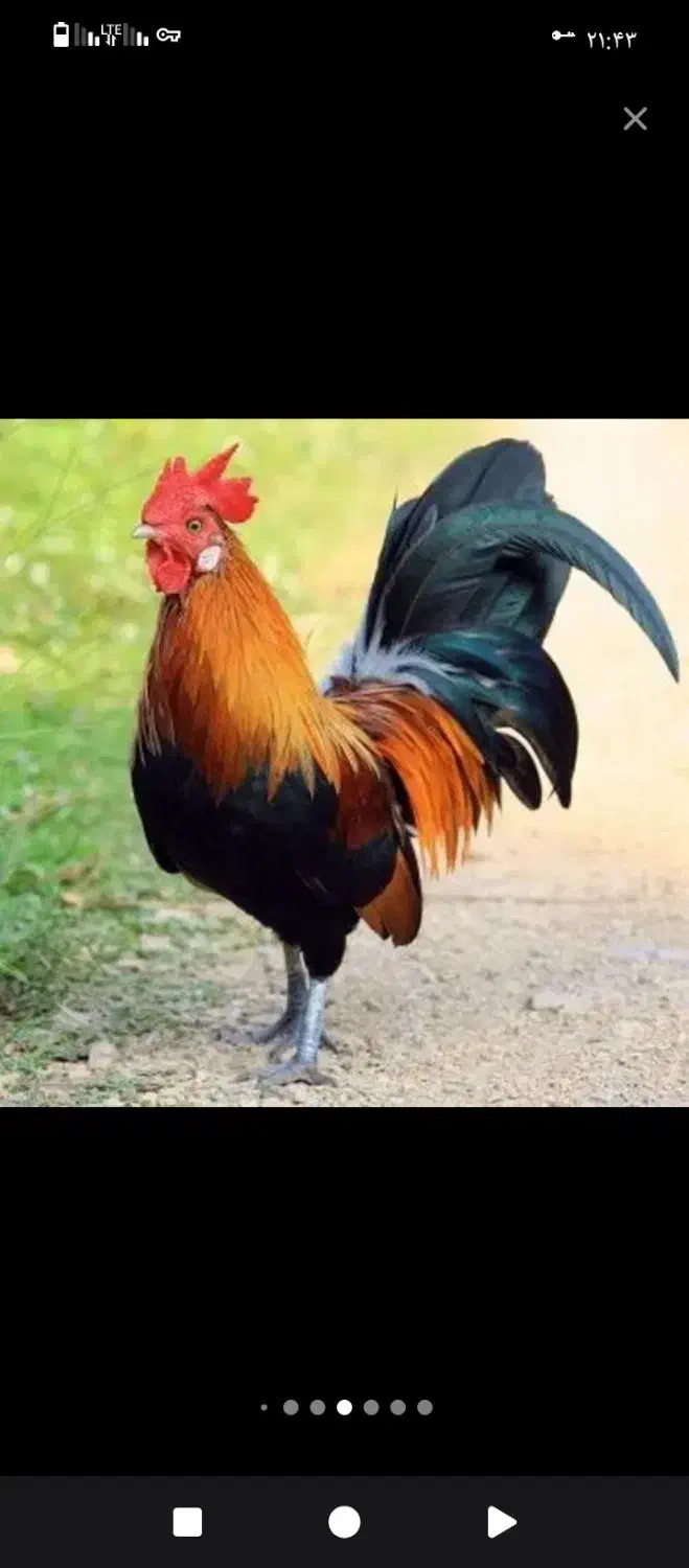 سرپرستی مرغ خروس کبوتر بلدرچین جوجه|حیوانات مزرعه|ارومیه, |دیوار