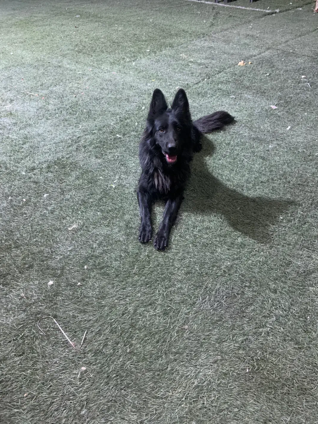 ژرمن بلک ماده|سگ|تهران, تهرانسر مرکزی|دیوار