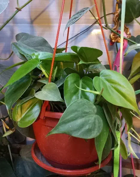 گلدان گیاه اسکاندیس سبز پتوس|گل و گیاه طبیعی|تهران, مجیدیه|دیوار