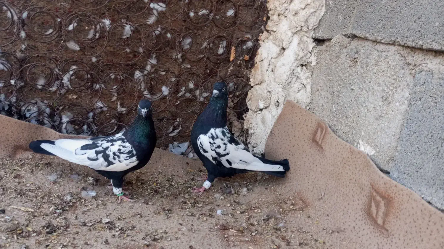 کبوتر سینه ای جم|پرنده|جم, |دیوار