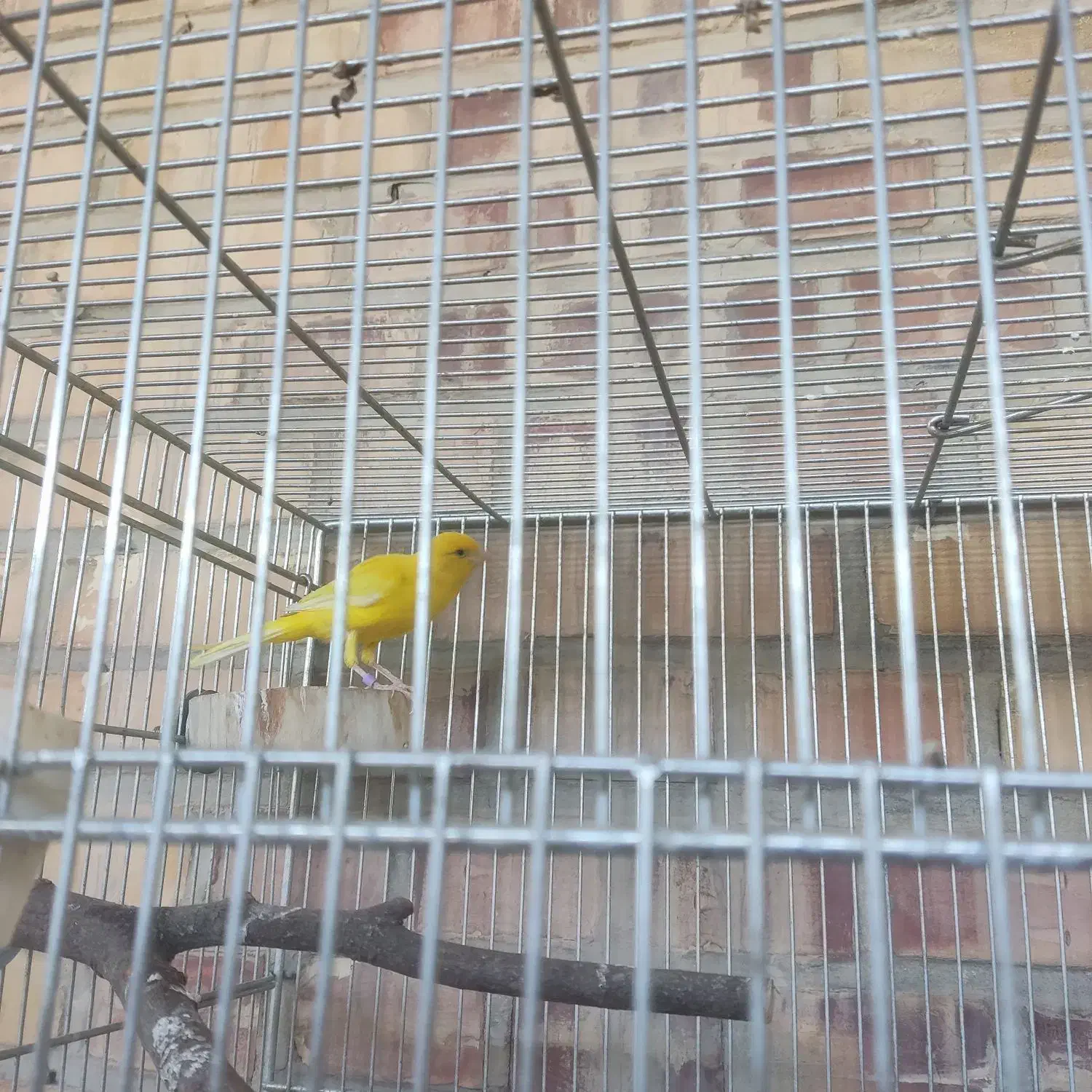 قناری نر|پرنده|رامهرمز, |دیوار