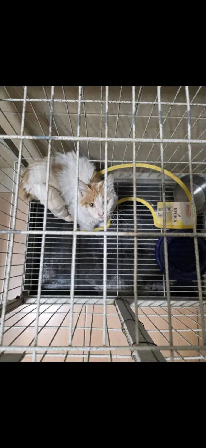 واگذاری رایگان گربه|گربه|کرج, جهانشهر|دیوار