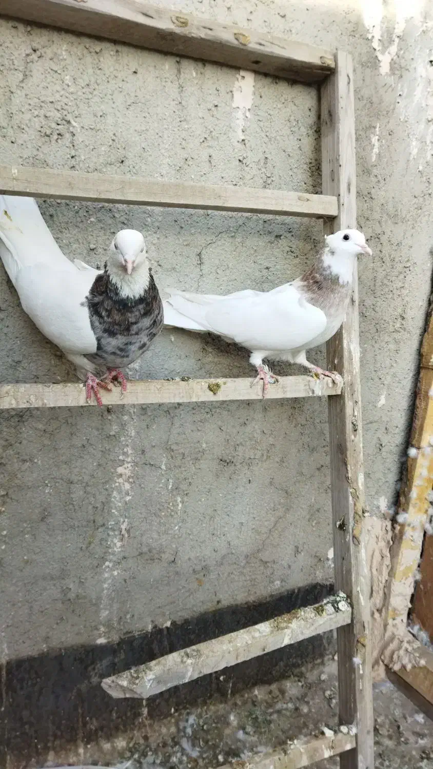 پرنده ساده اصلی کل|پرنده|نیشابور, شهید بهشتی|دیوار