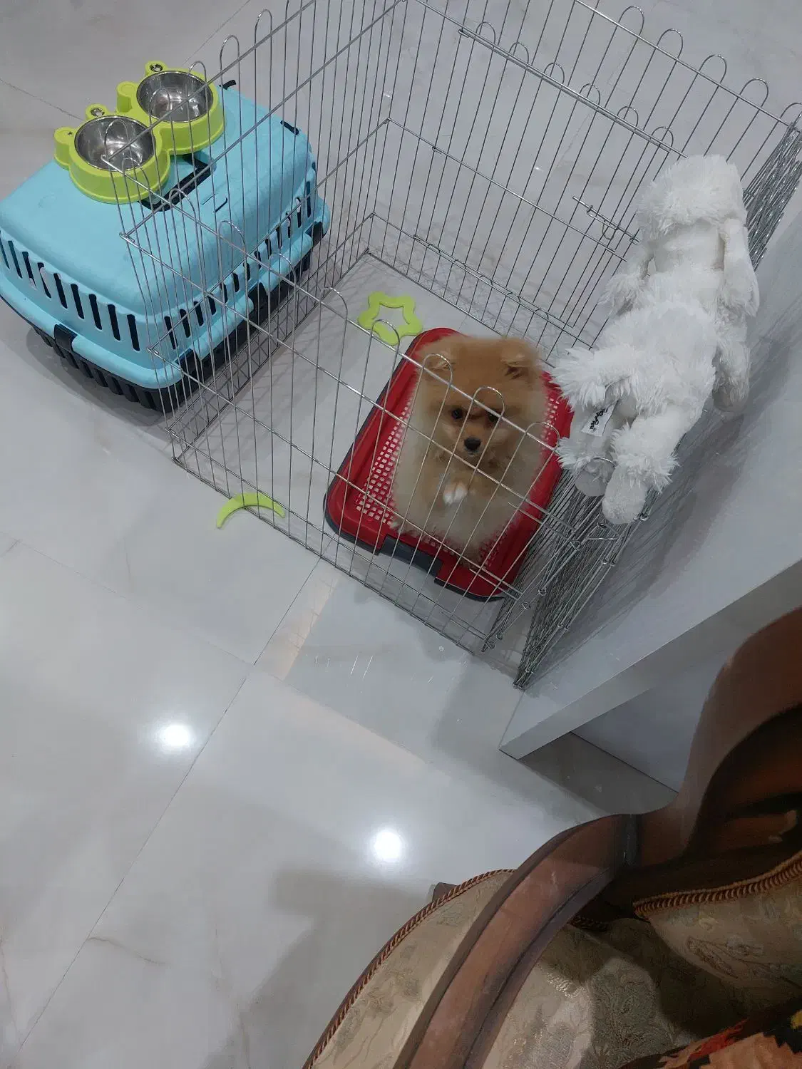 سگ پامر|سگ|مشهد, حسینآباد|دیوار