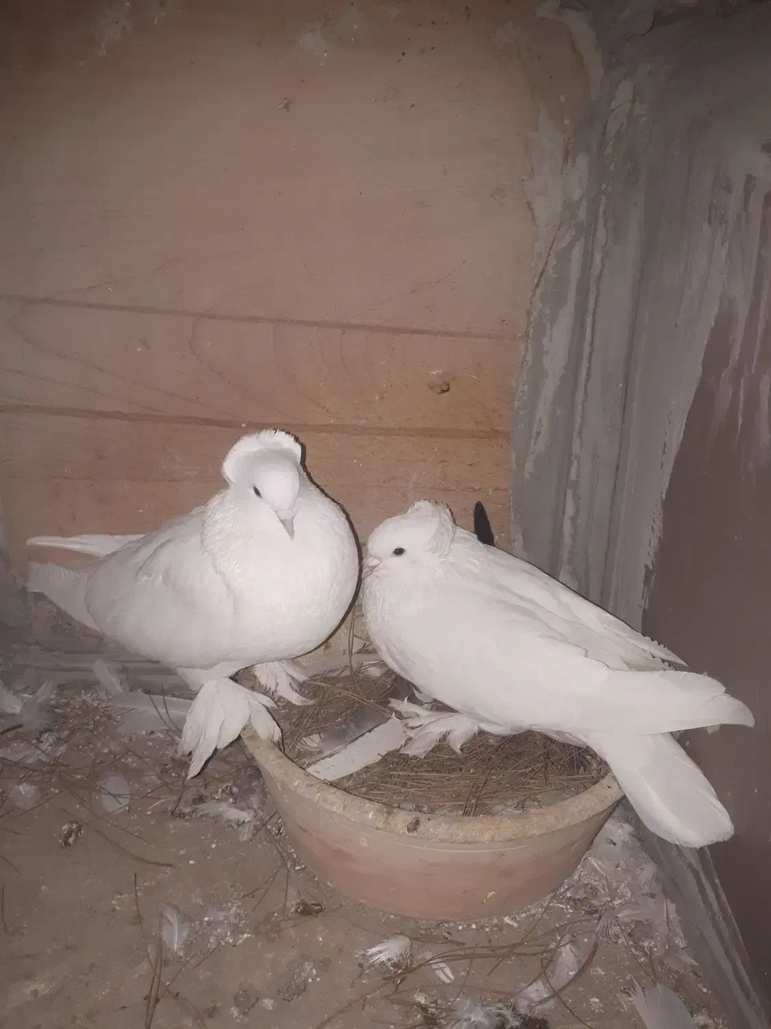 کبوتر.کبوتر تزعینی|پرنده|ماهدشت, |دیوار