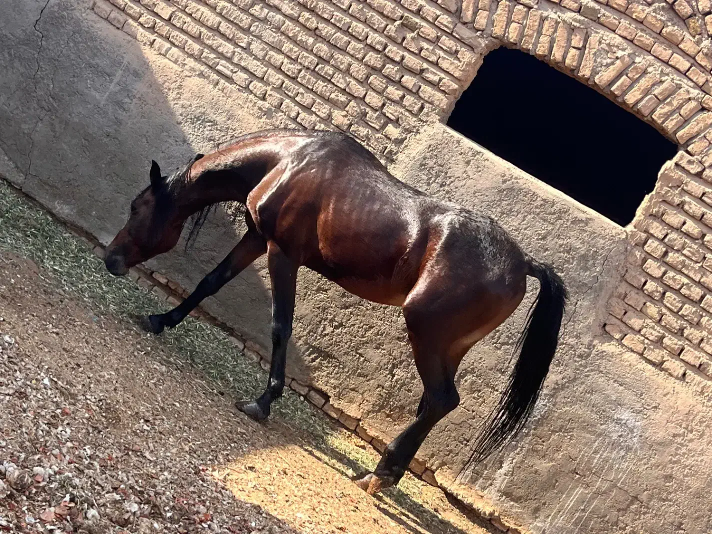 اسب نریون عرب|حیوانات مزرعه|پیشوا, |دیوار