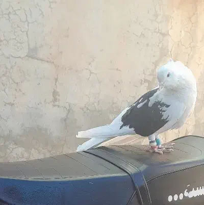 فروش فوری یک عدد کبوتر|پرنده|آبدانان, |دیوار