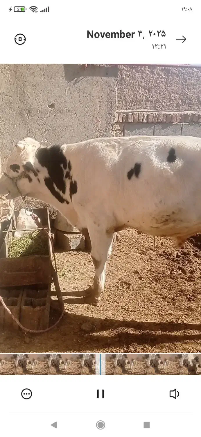 گوساله ماده قرمز سمینتال و جوانه هلشتاین|حیوانات مزرعه|هلالی, |دیوار