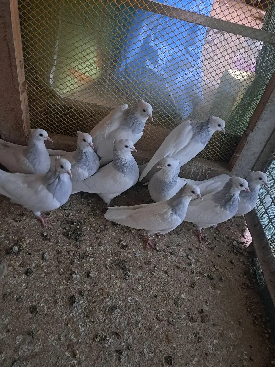 طوقی آبی|پرنده|تربتحیدریه, رجایی|دیوار