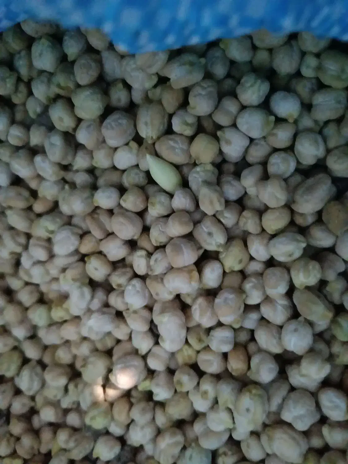 نخود بانکول|خوردنی و آشامیدنی|ایوان, |دیوار