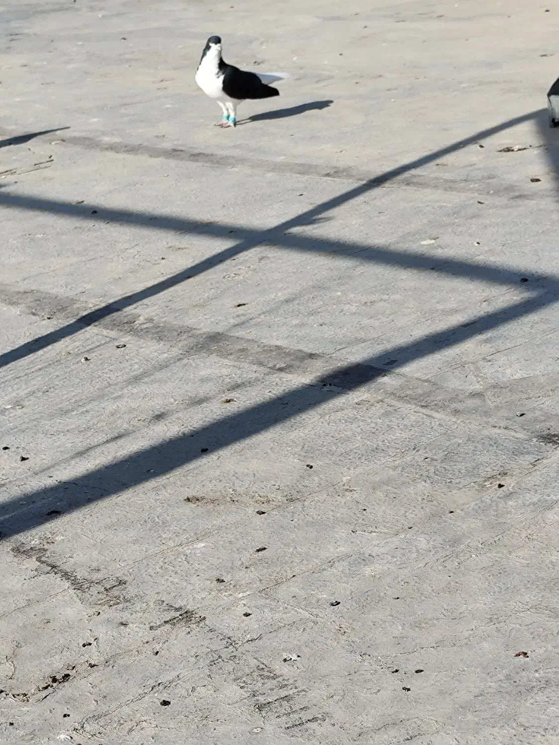 شهری طوقی طوسی|پرنده|خرمشهر, |دیوار