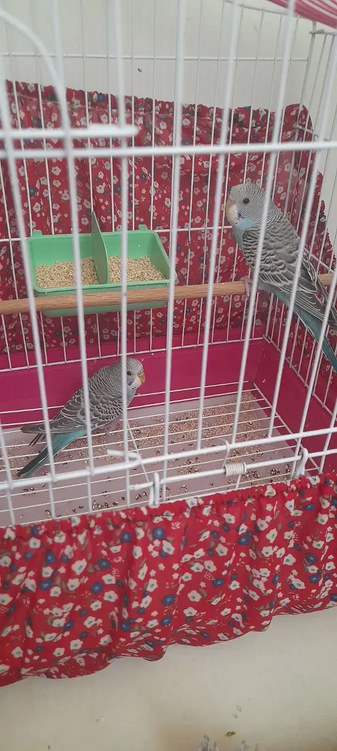 جوجه ۳ ماه|پرنده|مشکیندشت, |دیوار