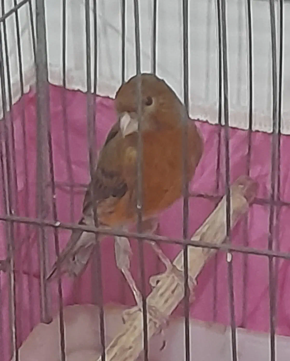 ۴ عدد قناری مست|پرنده|اهواز, زوویه ۲|دیوار