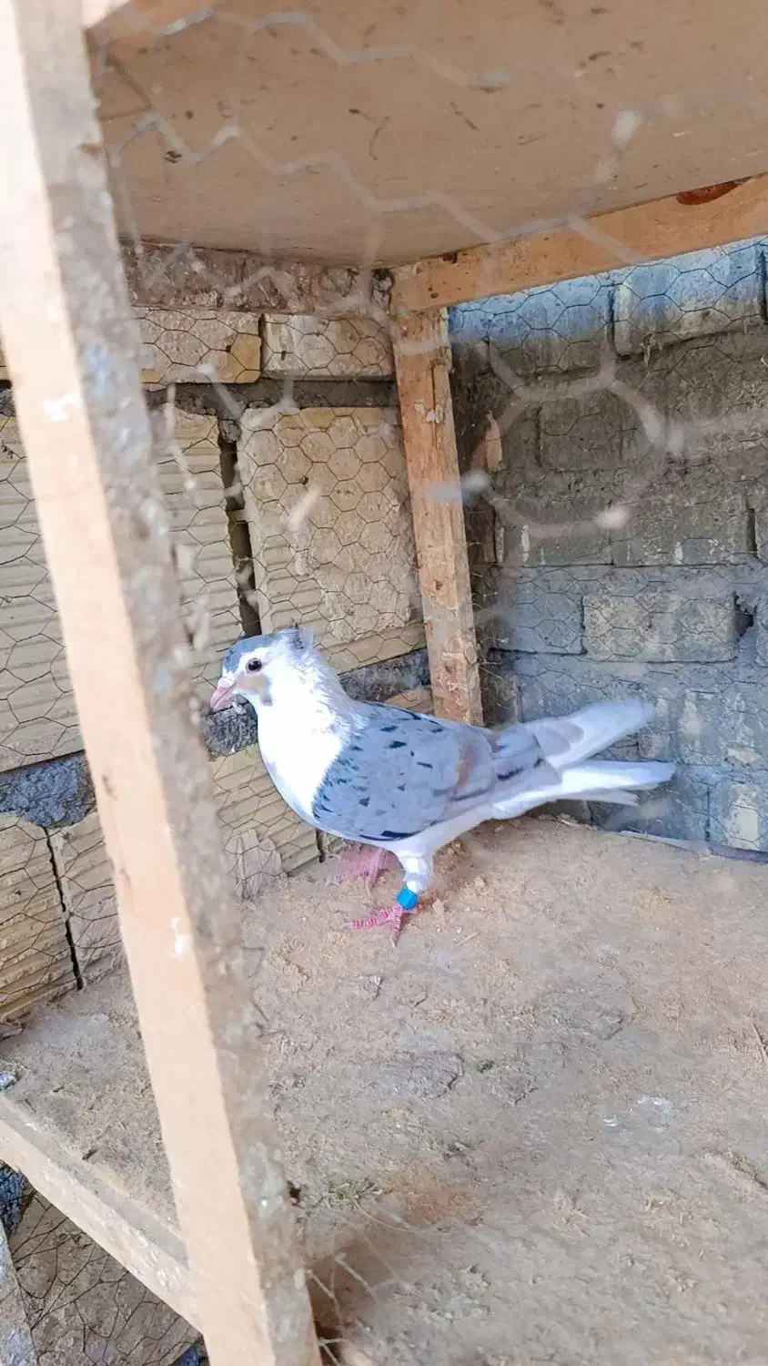 شیرازی|پرنده|سوسنگرد, |دیوار