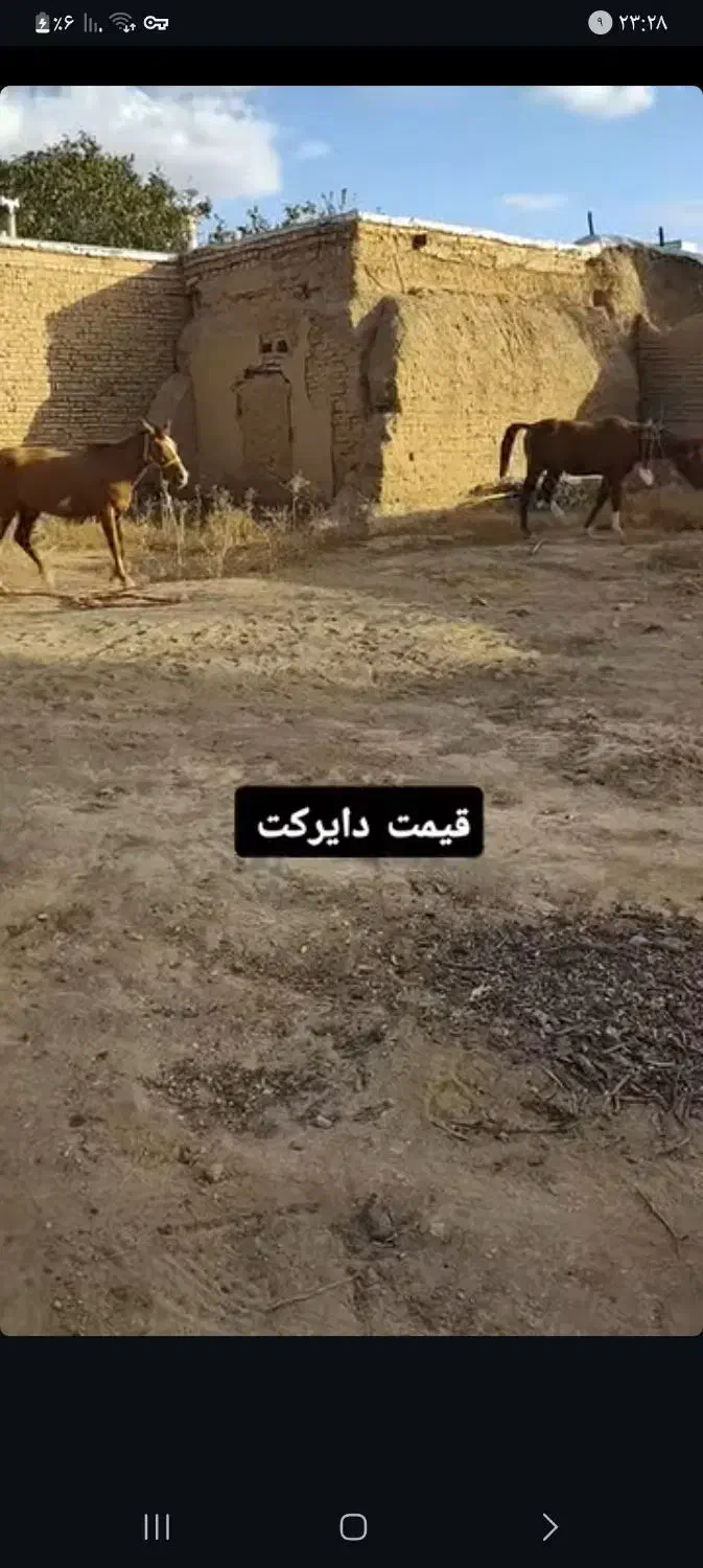 فوری|اسب و تجهیزات اسبسواری|زنجان, |دیوار