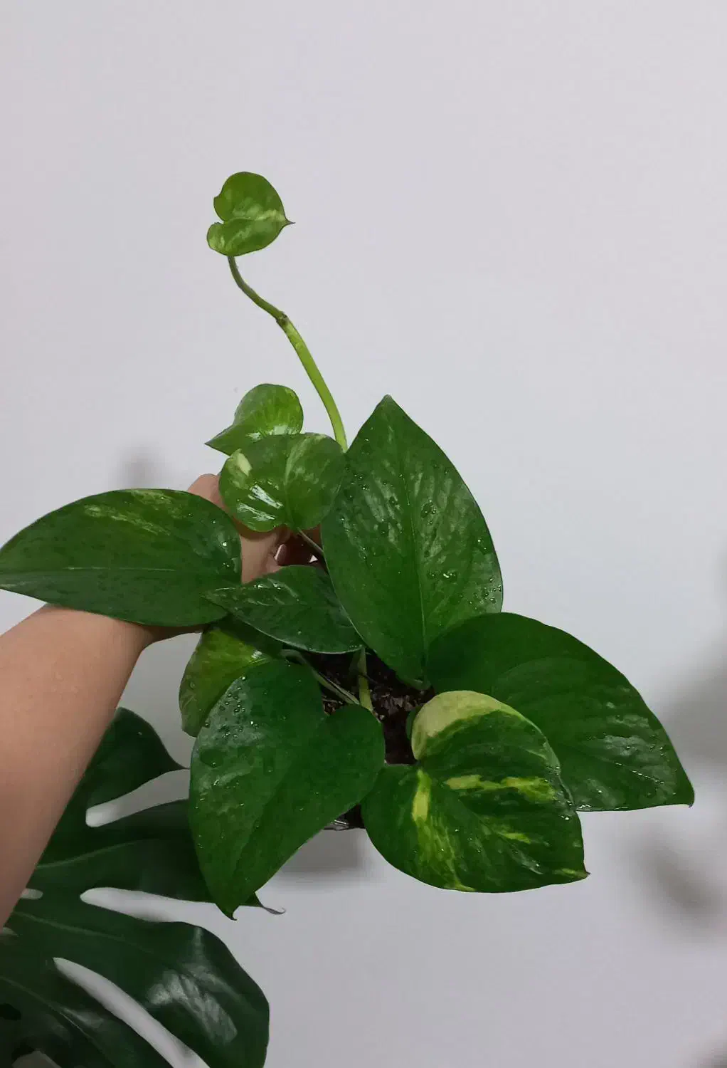 گل طبیعی|گل و گیاه طبیعی|مرودشت, قانون|دیوار