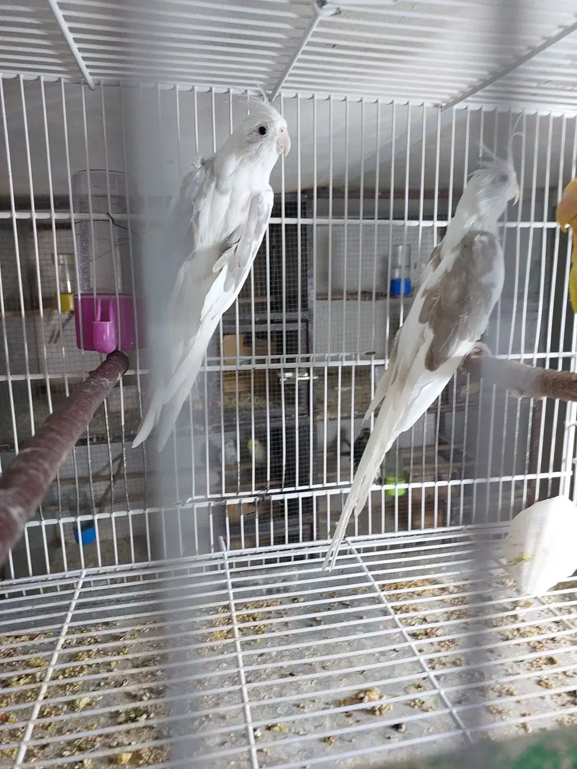 جفت عروس هلند ادرس برازجان|پرنده|برازجان, |دیوار