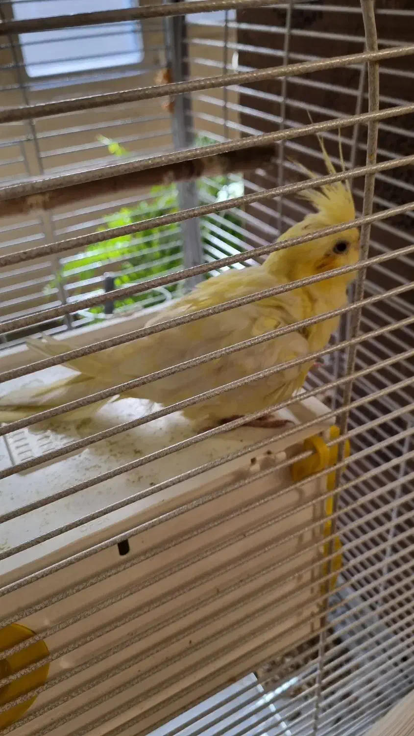 عروس هلندی نر و ماده|پرنده|تهران, سازمان برنامه شمالی|دیوار