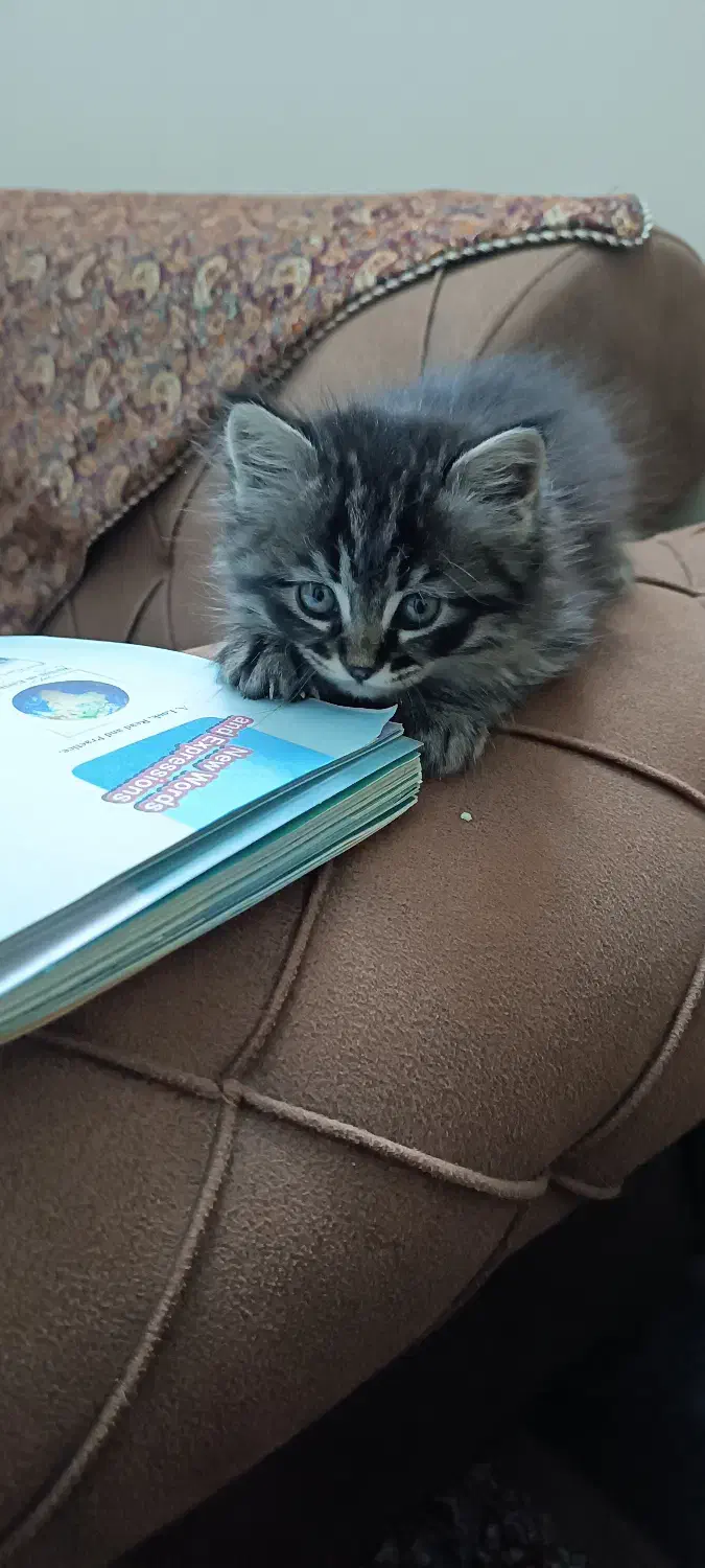 گربه میکس پرشین و هیمالین|گربه|مشهد, شهرک مهر آباد|دیوار