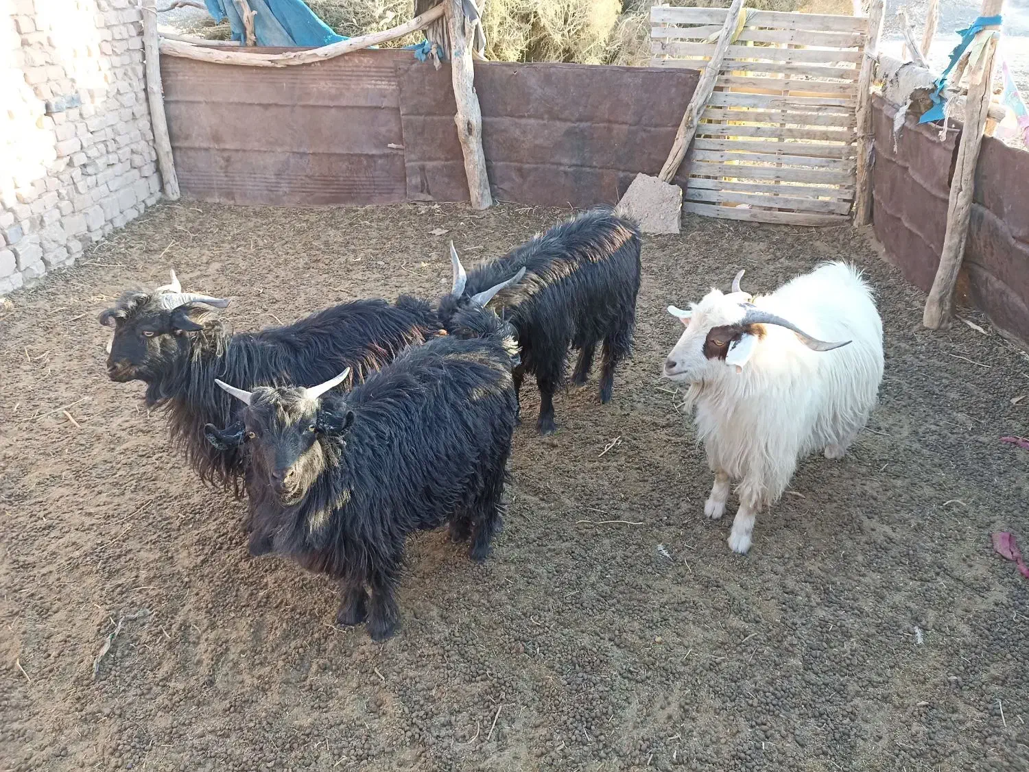 تروشک|حیوانات مزرعه|کورین, |دیوار