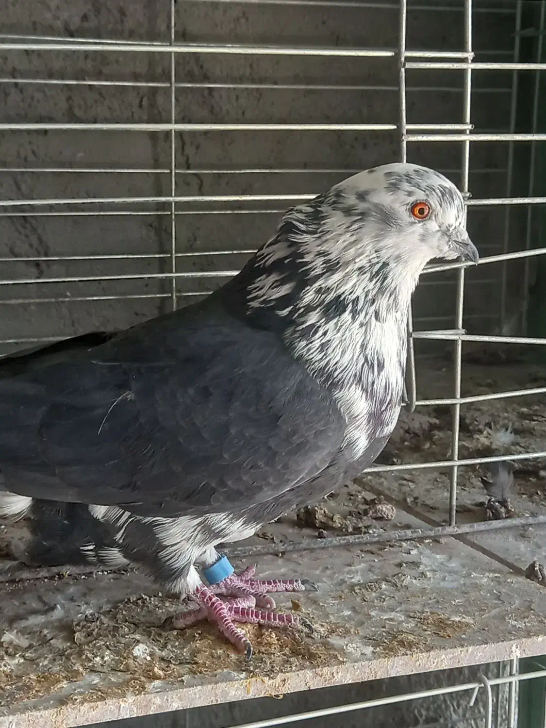 کبوتر پرشی سوسکی و سبز|پرنده|فولادشهر, فولادشهر|دیوار