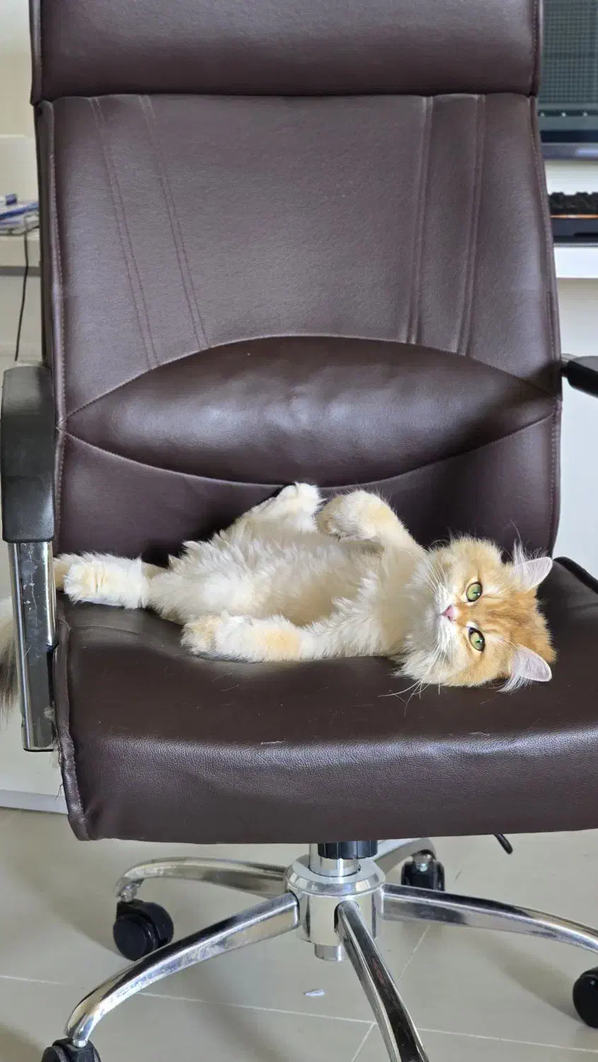 گربه بریتیش لانگ هیر ،دختر (۳۰ میلیون )|گربه|قزوین, |دیوار