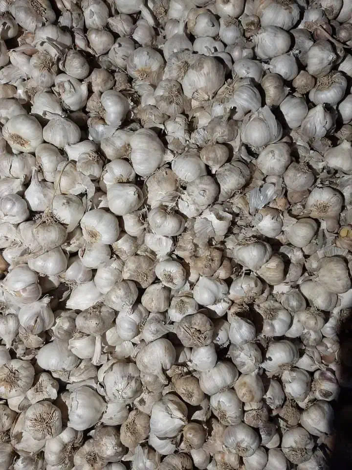 سیر درجه یک محلی|عمده‌فروشی|مشکان, |دیوار