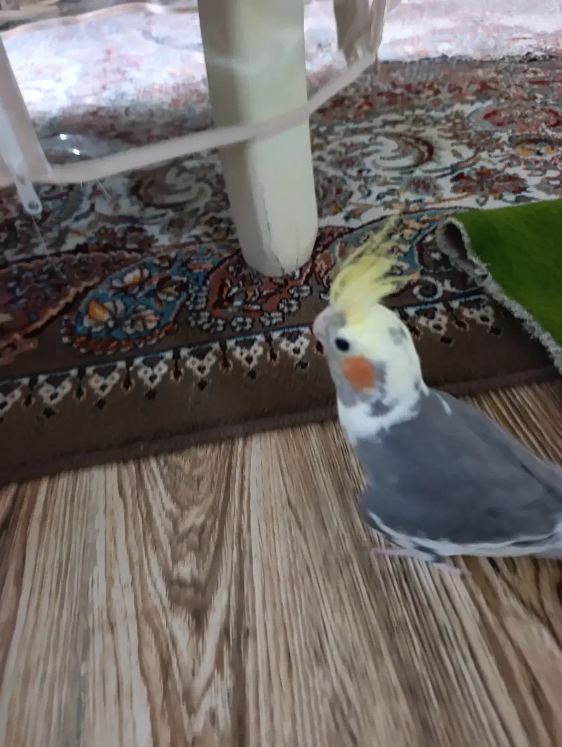 عروس هلندی|پرنده|میاندوآب, |دیوار