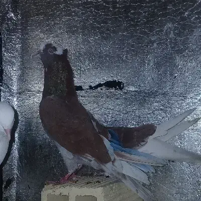 یک دونه کبوتر گرگی|پرنده|کوهدشت, |دیوار