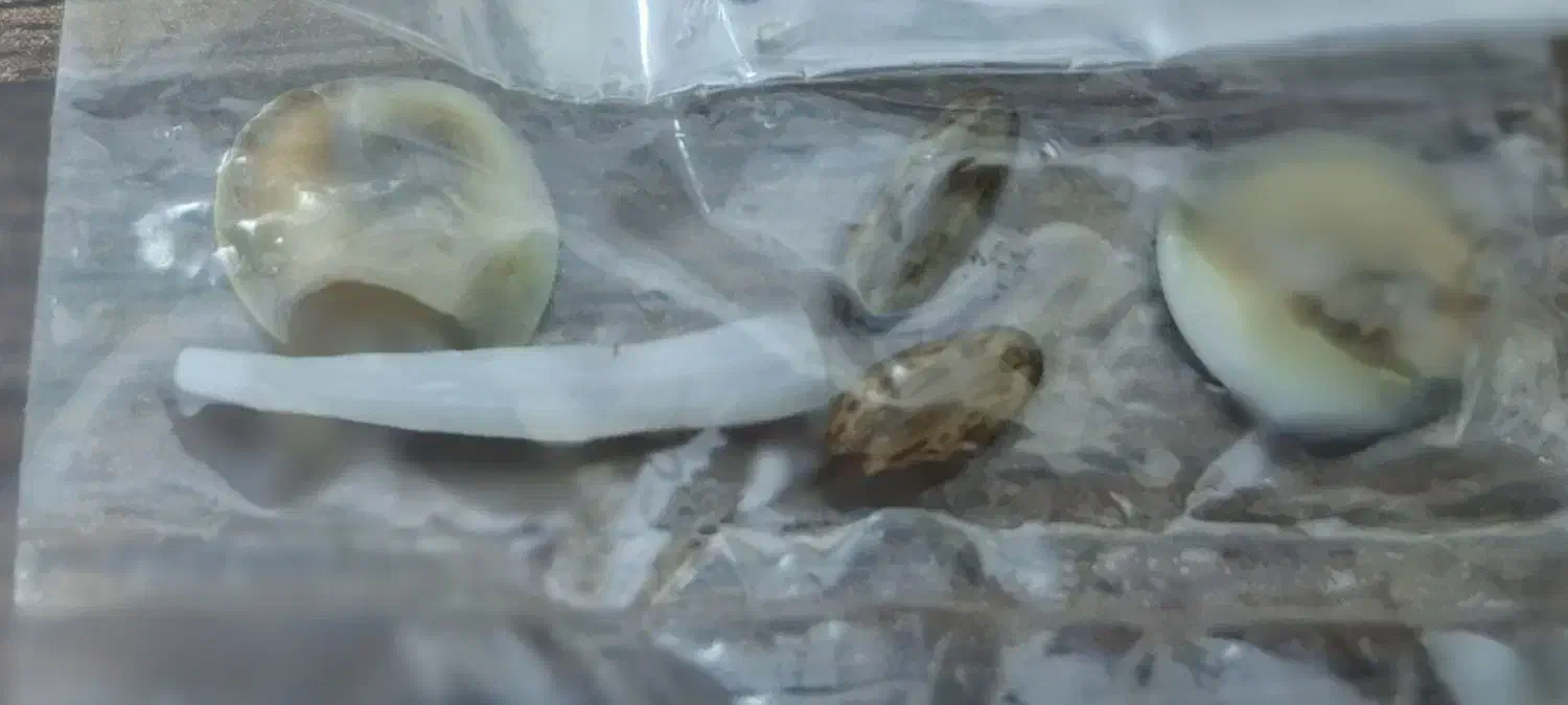 گردنبند|جواهرات|برازجان, |دیوار