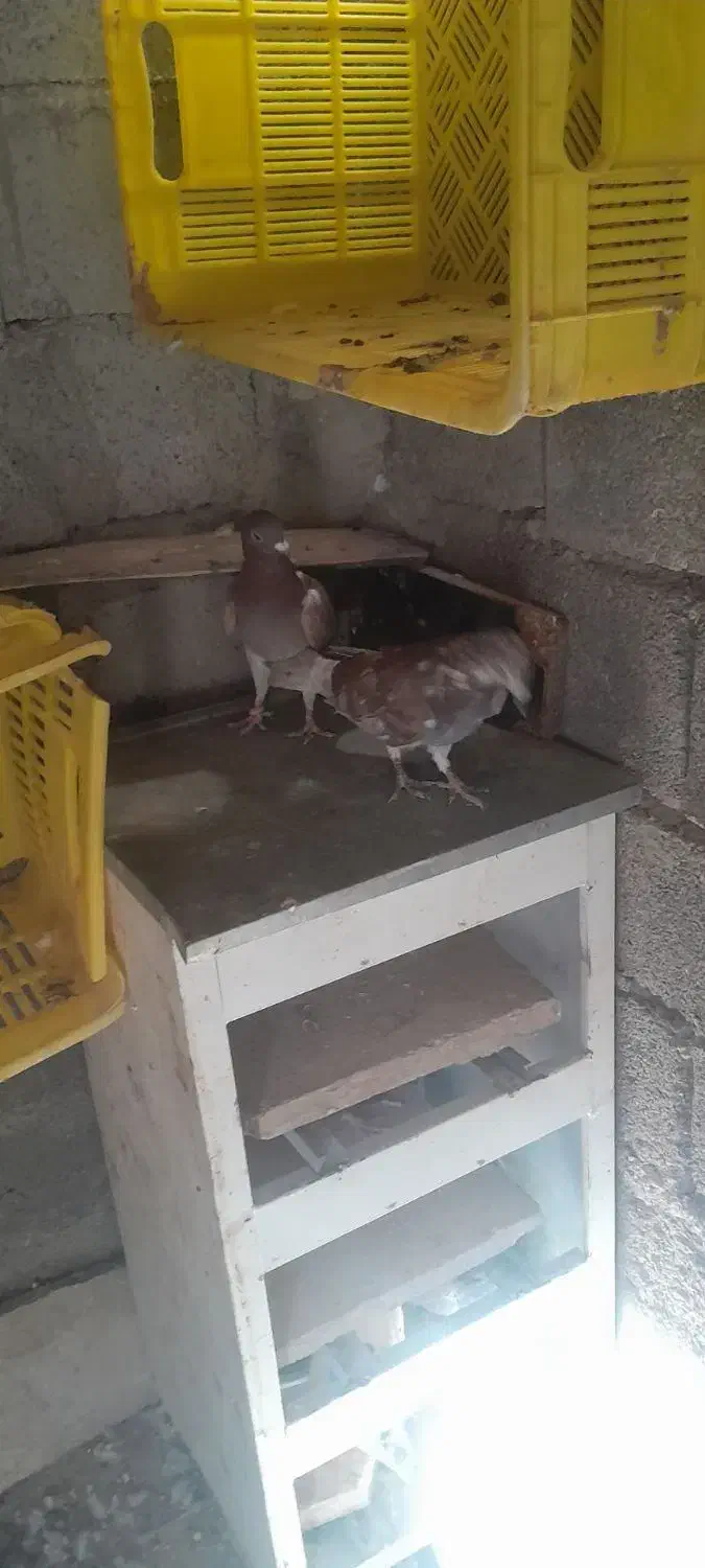 کبوتر|پرنده|ایوان, |دیوار