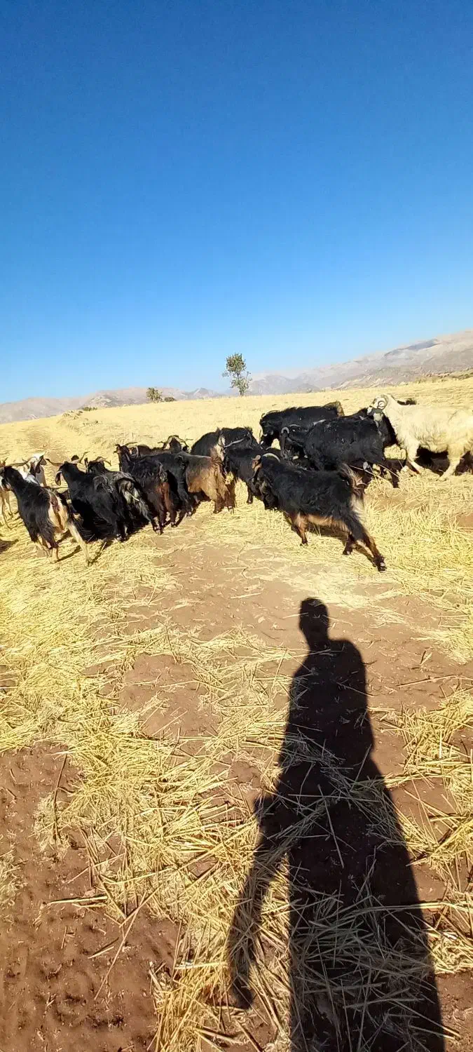 بزکوردی داشتی|حیوانات مزرعه|جوانرود, |دیوار