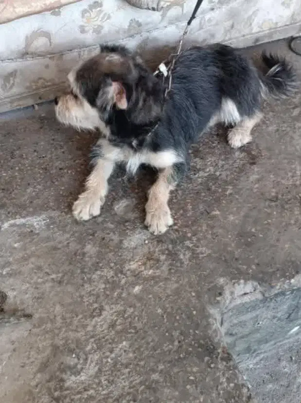 سگ پاکوتاه ماده|سگ|سمنان, |دیوار