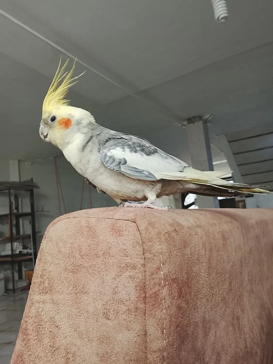 عروس هلندی نر مست رام رام|پرنده|سرپل ذهاب, |دیوار