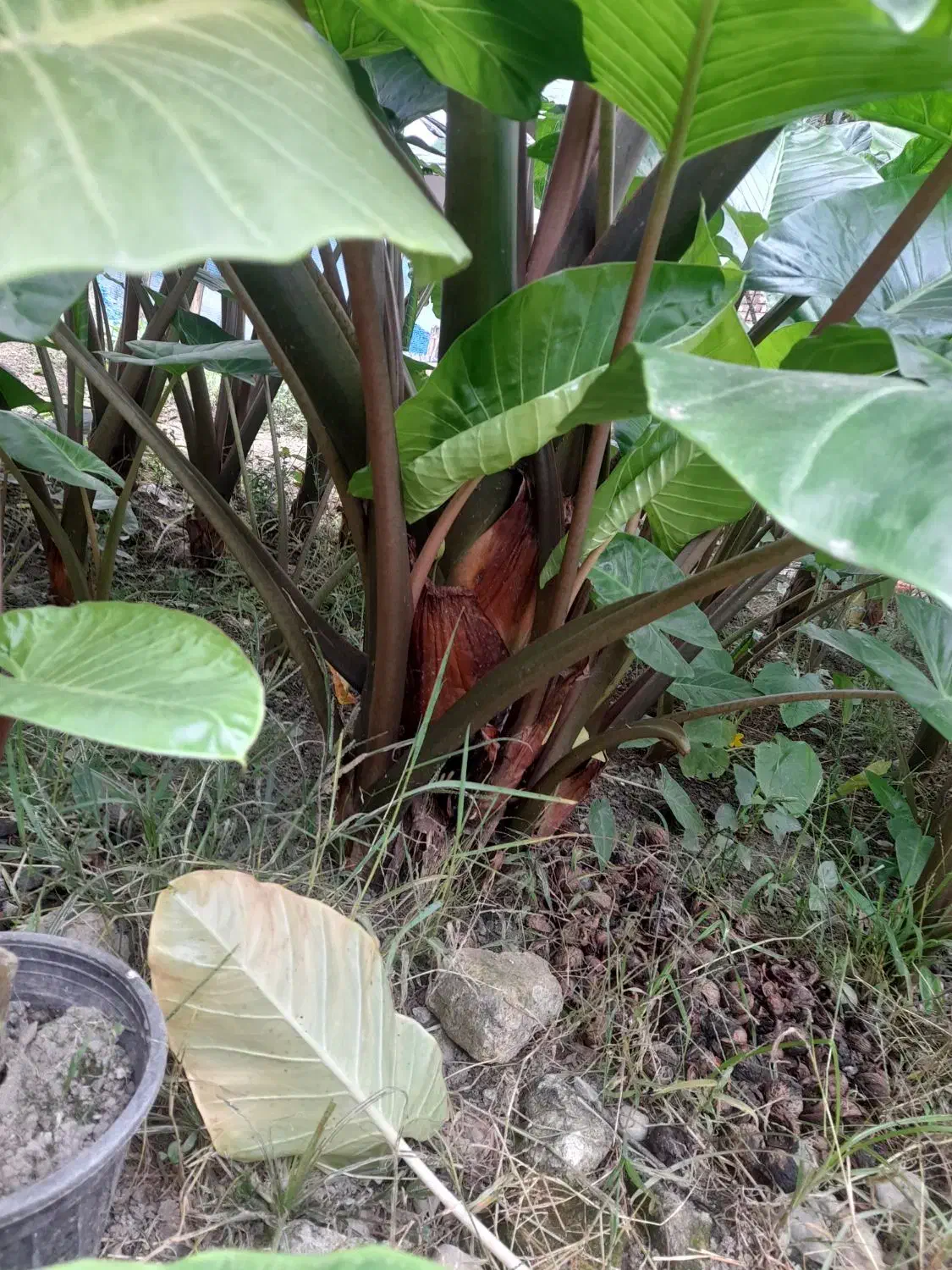 گل بابا آدم|گل و گیاه طبیعی|شاندرمن, |دیوار