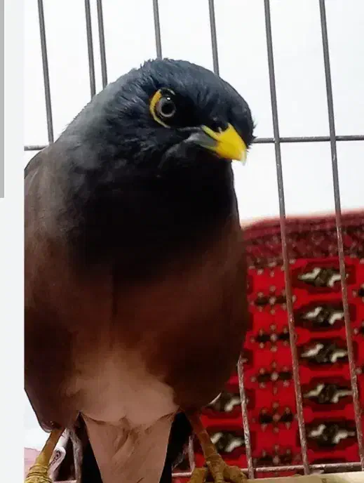 مینا دستی سخنگو|پرنده|قم, شاه ابراهیم|دیوار