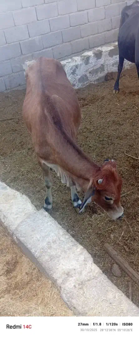 گاو محلی درجه یک گاو خا علی|حیوانات مزرعه|زرین دشت (فارس), |دیوار
