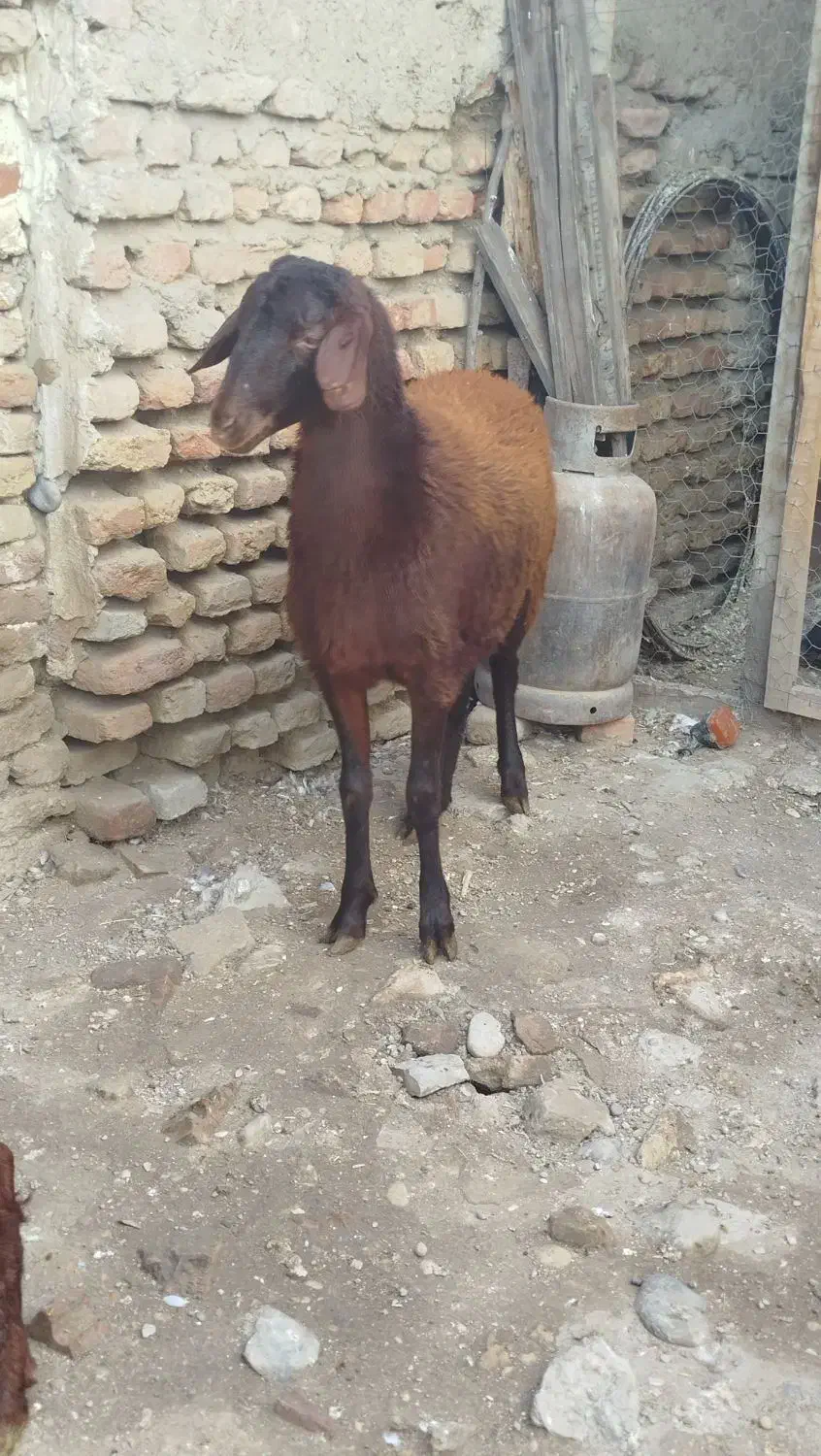 گوسفند|حیوانات مزرعه|نگین شهر, |دیوار