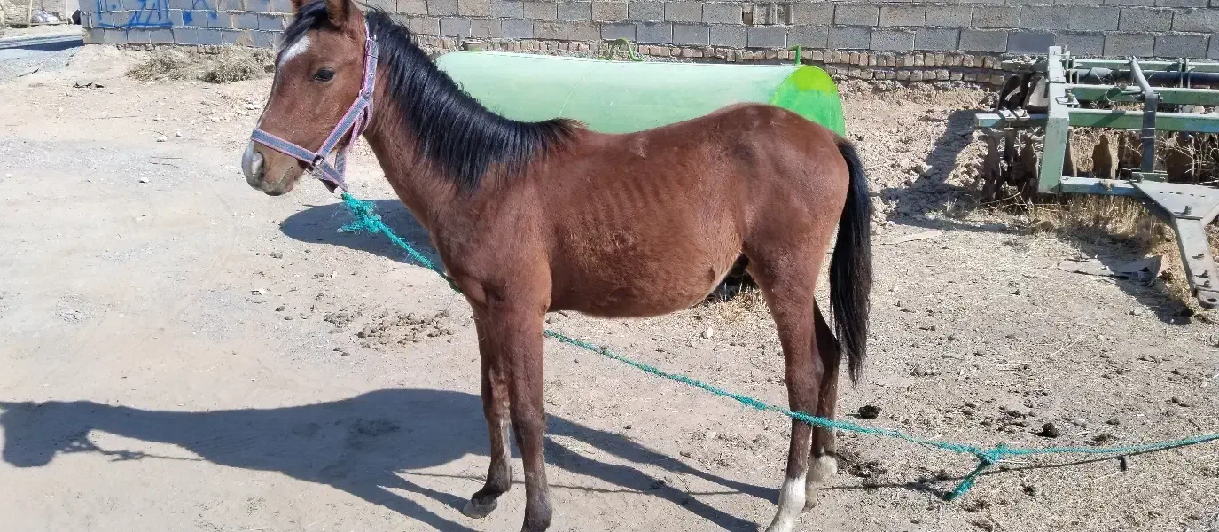 اسب|اسب و تجهیزات اسبسواری|مرودشت, نقش رستم|دیوار