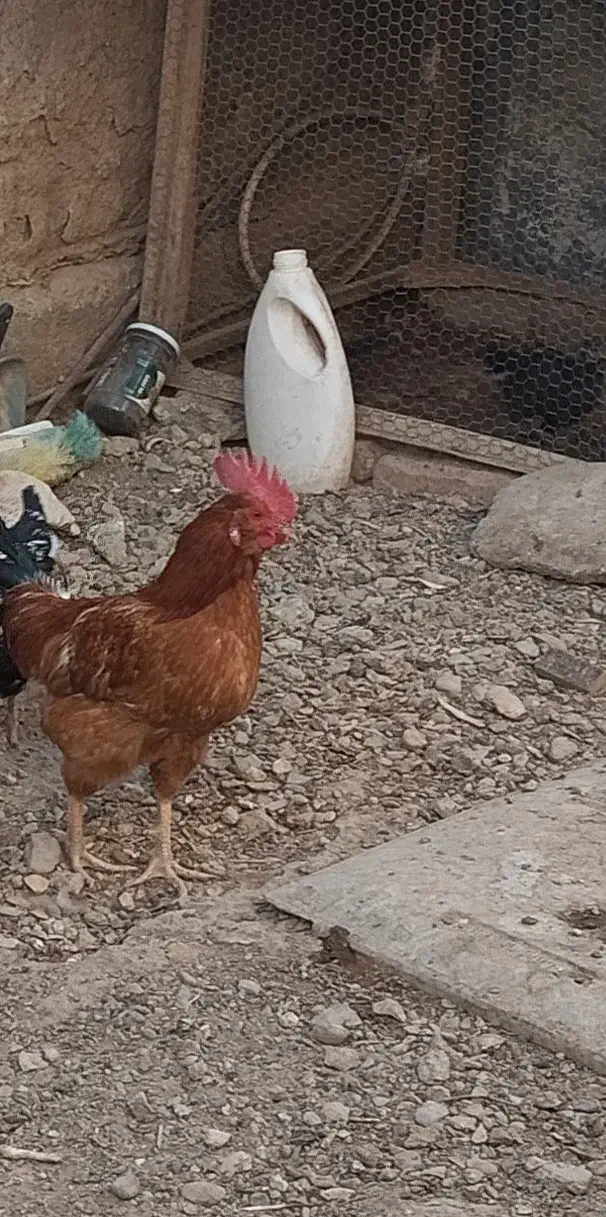 یک عدد خروس جوان|حیوانات مزرعه|زابل, |دیوار