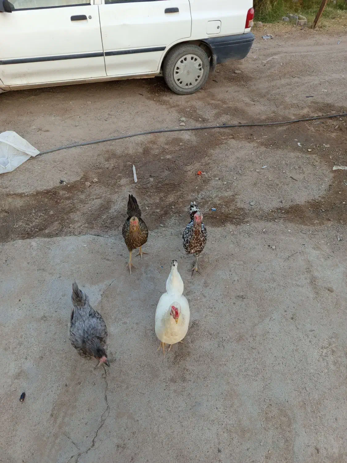 مرغ تخم گذار|حیوانات مزرعه|ریگان, |دیوار