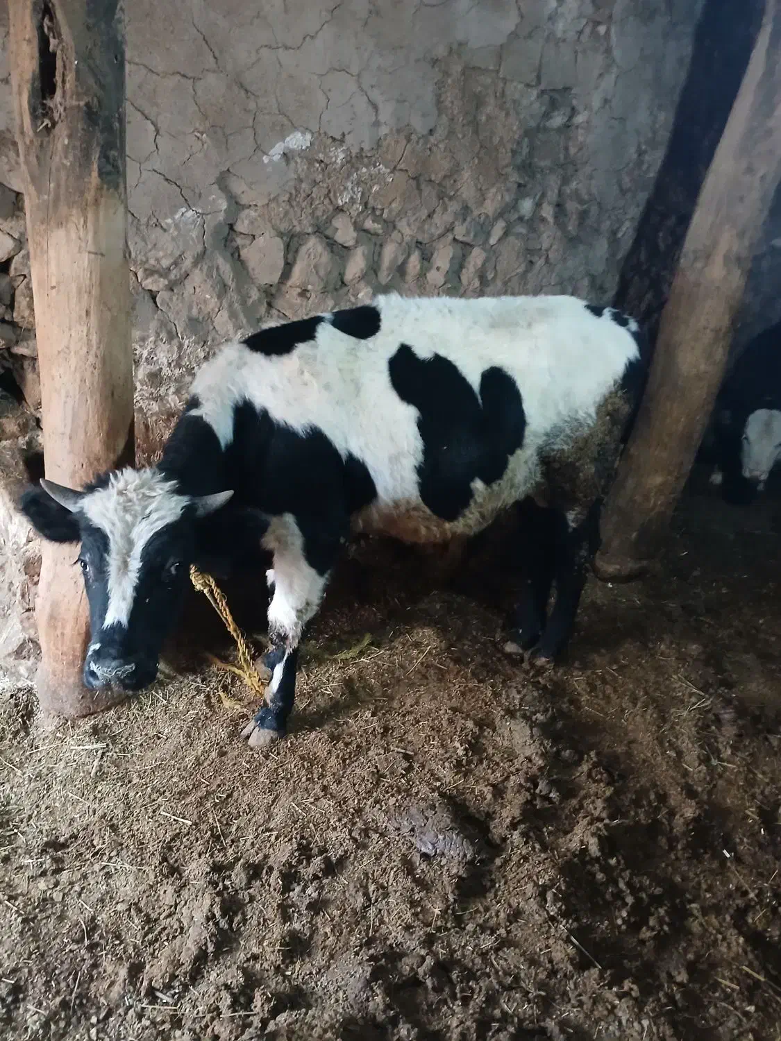 گوساله  نر|حیوانات مزرعه|چاراویماق, |دیوار