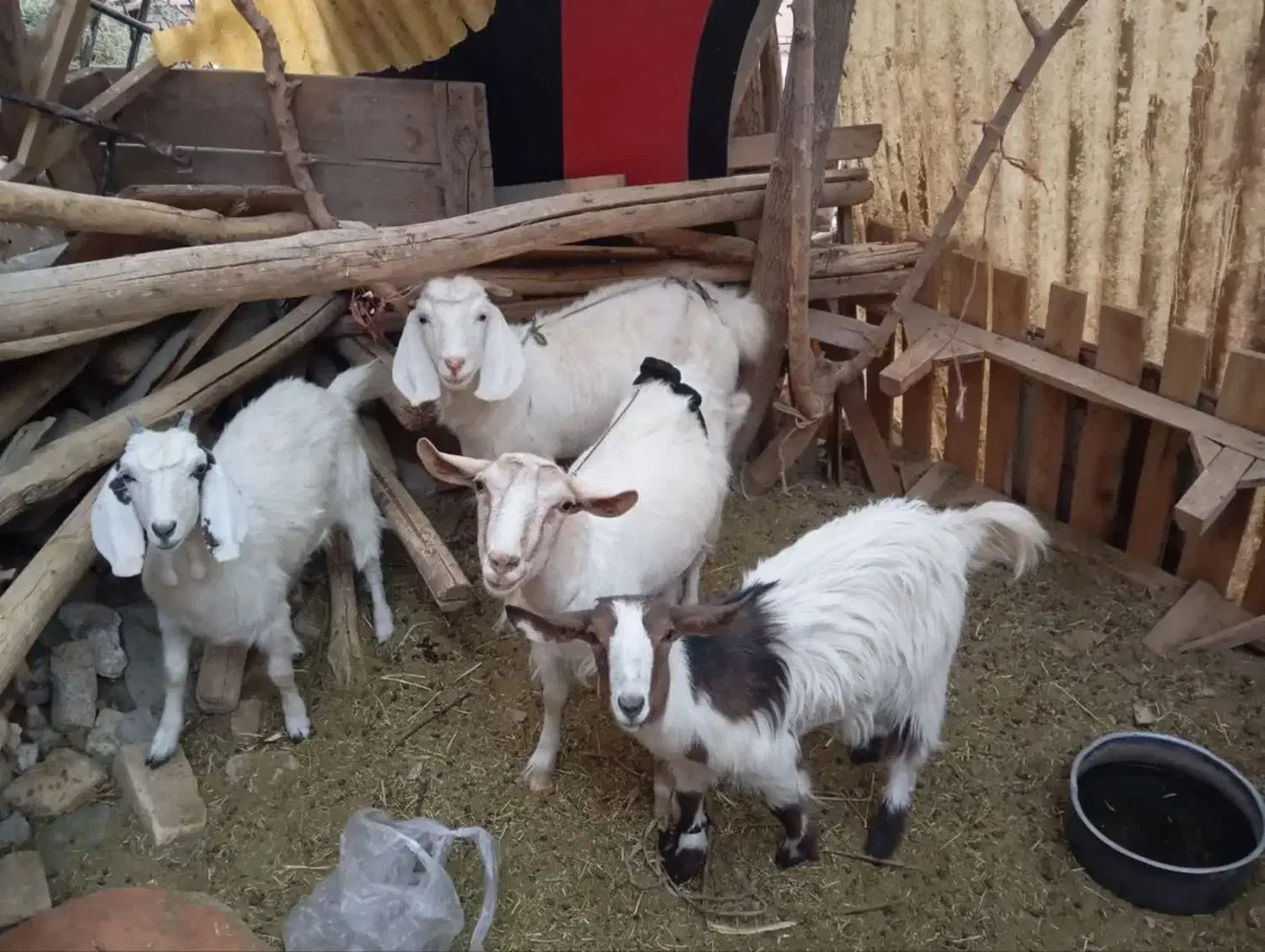 ۲راس بز با دوبزغاله ماده|حیوانات مزرعه|تربتحیدریه, جانبازان|دیوار