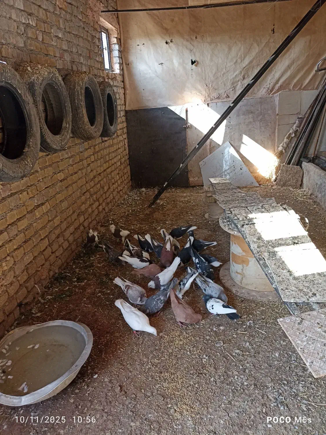 کبوتر|پرنده|نوده انقلاب, |دیوار