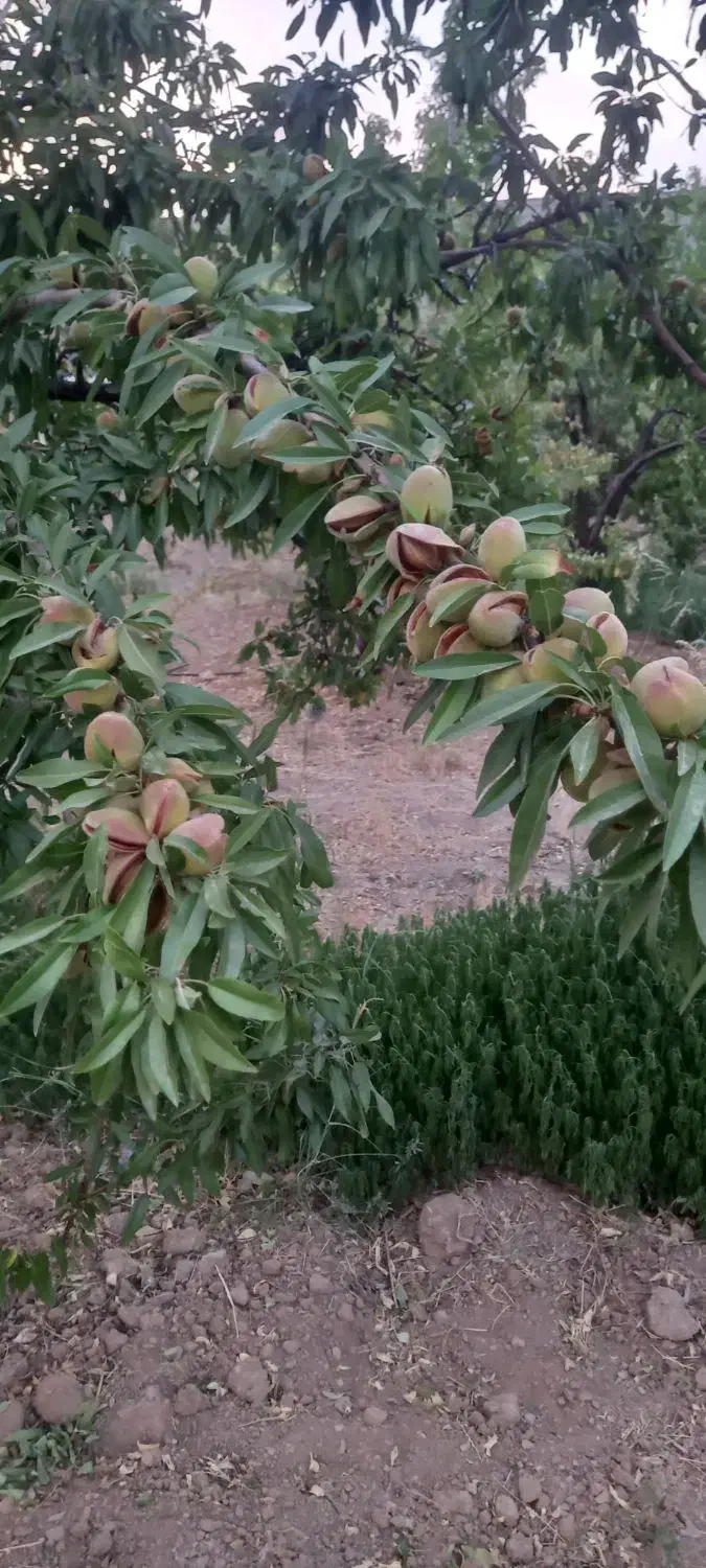 سلام باغ ویلایی نزدیک پل زمانخان|فروش زمین و ملک کلنگی|سامان, |دیوار