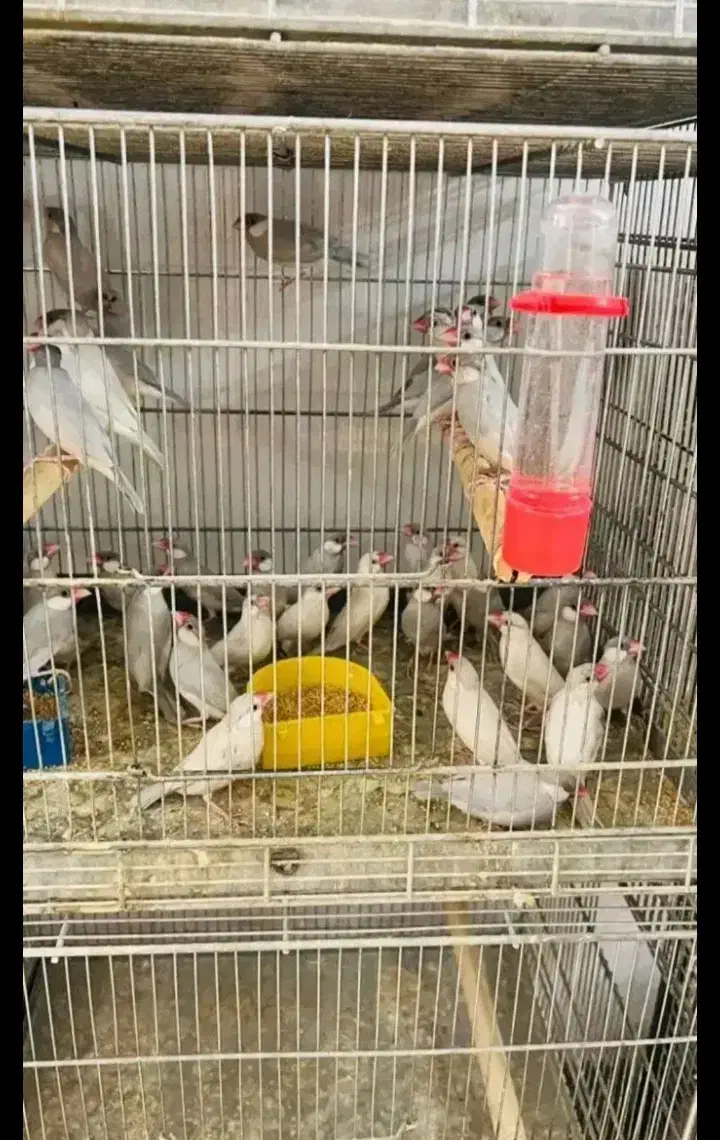 قبول سرپرستی پرندگان شما|پرنده|نوشهر, |دیوار