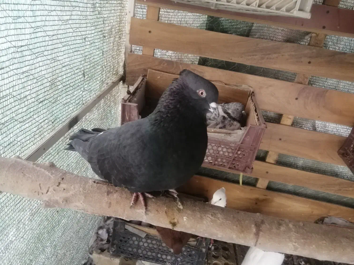 زاغ پرشی|پرنده|فولادشهر, فولادشهر|دیوار