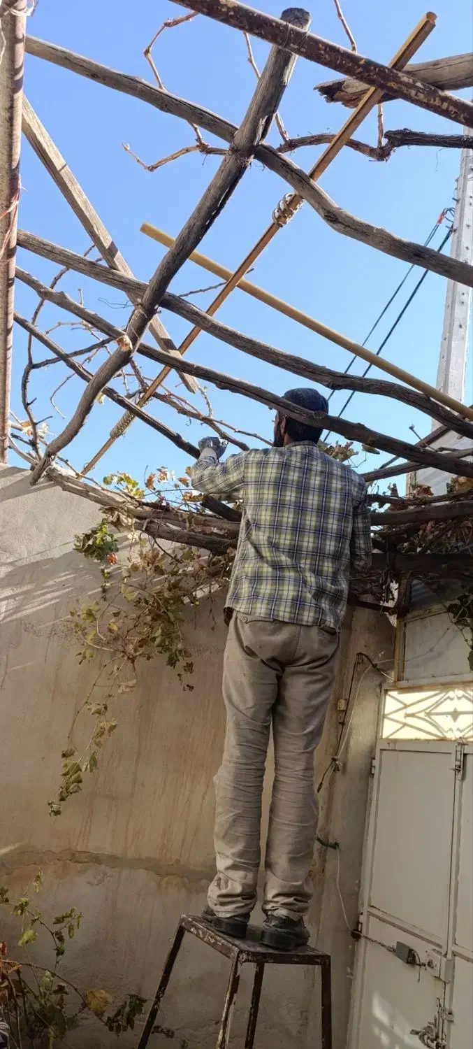 اصلاح میم انگور|خدمات باغبانی و درختکاری|سبزوار, هفت تیر|دیوار