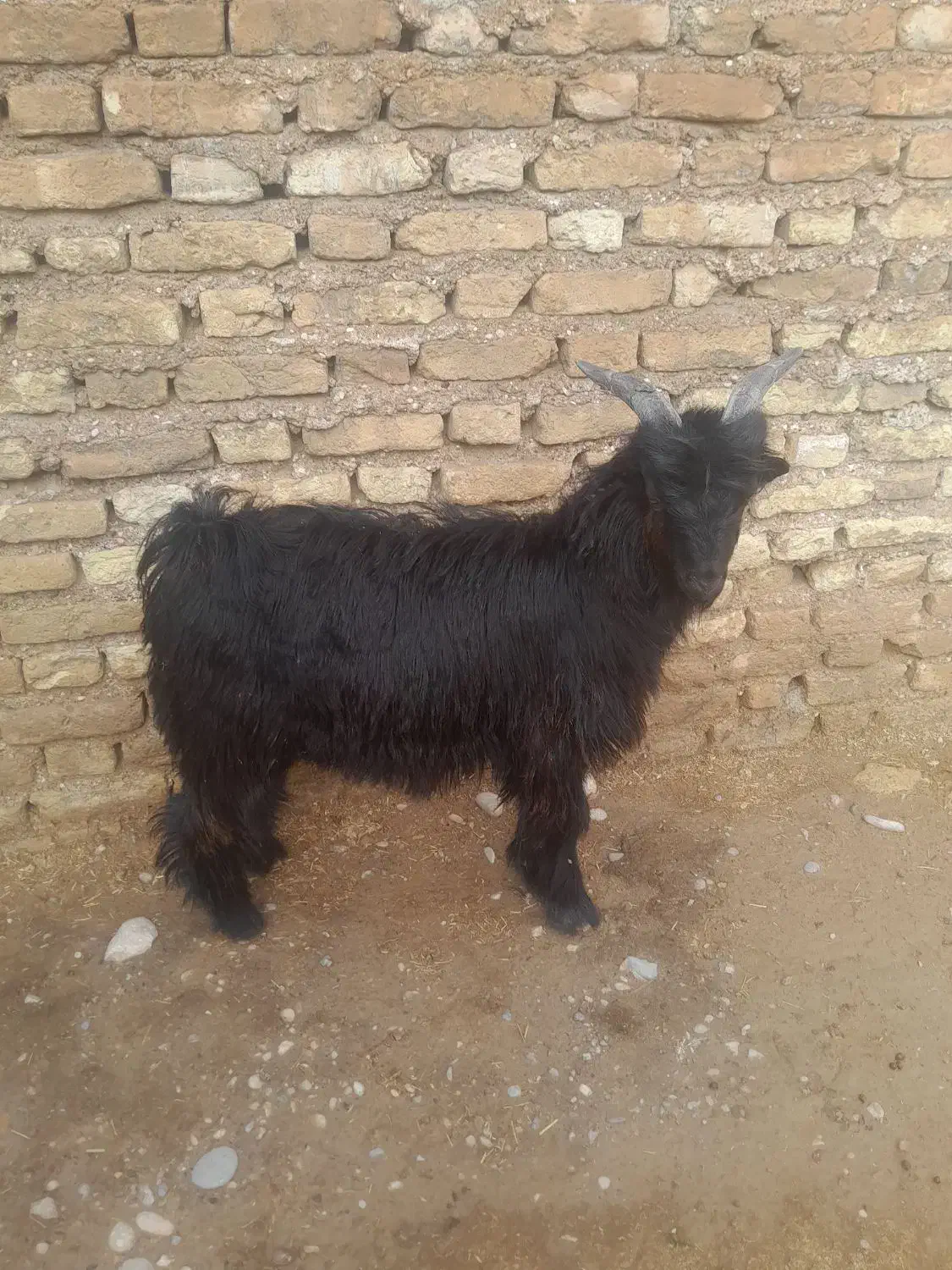 بیگ نر لری|حیوانات مزرعه|شوشتر, |دیوار