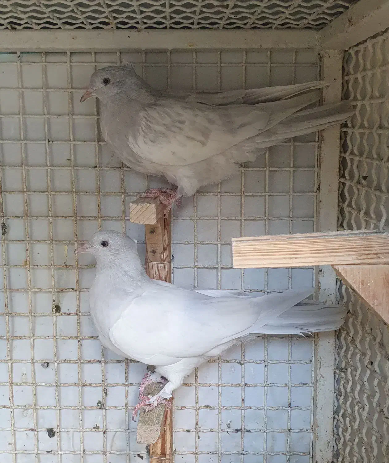 کبوتر|پرنده|شیراز, لاله|دیوار